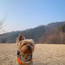 털찐강아지 이미지