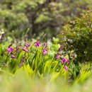 금수산 농원 이미지