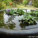 금가능이옥 이미지