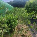 수의농장 이미지