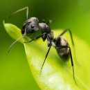 개미농장 2농장 이미지