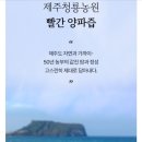 빨간양파 | 100% 제주산 빨간양파즙 직접 마셔본 후기 정리