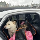 함께할개 울산천안 이동봉사 후기🚗