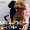 이솝동물메디컬 이미지