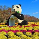 "축구장 14개 규모 전체가 꽃으로 물들어요" 밤에는 빛으로 물드는 가을꽃 축제 이미지