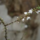 앵도나무 Prunus tomentosa Thunb. 종 이미지