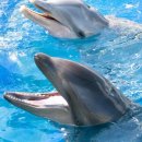 돌고래카 이미지
