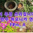 서 주경 쓰러집니다 무반주 하모니카 연주 F#m, A 이미지