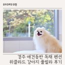 경주 애견동반 독채 펜션 위클라드 강아지 풀빌라 후기
