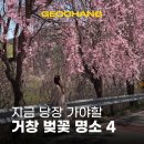 능수장식 | 거창 벚꽃 실시간 만개 임불마을 능수벚꽃 외, 지금 당장 가야할 국내 벚꽃 명소 추천