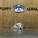 퍼피마마 이미지