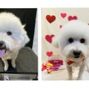 멍탕멍컷 이미지