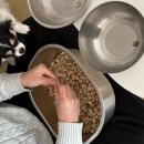 음하하 | [두바이쫀득쿠키]절대 실패없는 레시피 대⭐️공⭐️개⭐️/두쫀쿠 만들기/두쫀쿠 레시피/꿀팁대방출