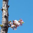 천일세탁소 이미지