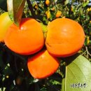 병수농장 이미지