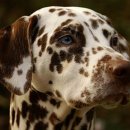 101마리 애견 이미지