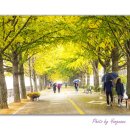 곡교천 은행나무길 이미지