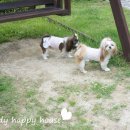 몽이애견 이미지