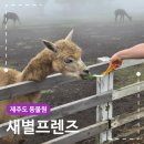 제주도 동물원 추천 아이와 함께 다녀온 새별프렌즈 후기