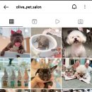 올리브네 펫살롱 이미지