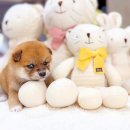 루루는포메 | 시바견 입양 분양 가격 만족도 상승