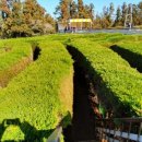 미로돈까스 이미지