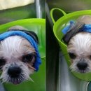 츄츄애견 이미지