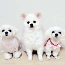 또왕또왕 Dog Salon 네이버블로그