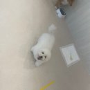 퍼피루스 이미지