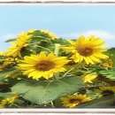 홍의동농장 이미지