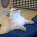 고양이카페38.5 이미지