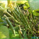 서리농장 이미지