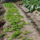 새터농장 이미지