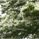 양재리이팝나무 이미지