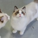 고양이분양은 노블캣 랙돌놀숲분양캐터리 대전점 이미지