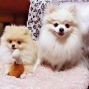 퍼펫 애견카페 이미지