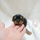 망고베리 이미지