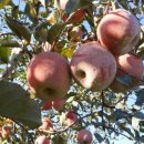 만복농장2 이미지