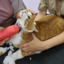 고양이무마취미용 냥지곤지 이미지