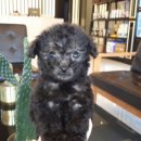 이리오시개 이미지