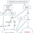 Re: Re: AGEs와 움직임, 식이요법 치료전략 이미지
