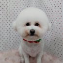 펫피파니 이미지