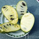 푸르트61 이미지