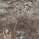 염소맛집 | 천안 능물산장 흑염소 보양식 솔직후기 현지인추천맛집