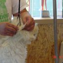 그루밍쇼 이미지