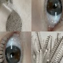 덕진-126 이미지