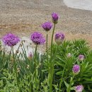 요즘 핀꽃들 이미지