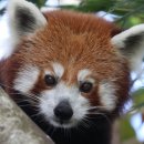 레드 팬더 데이 - International Red Panda Day 이미지