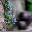 재스민향기 이미지