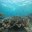 한바다참치 이미지